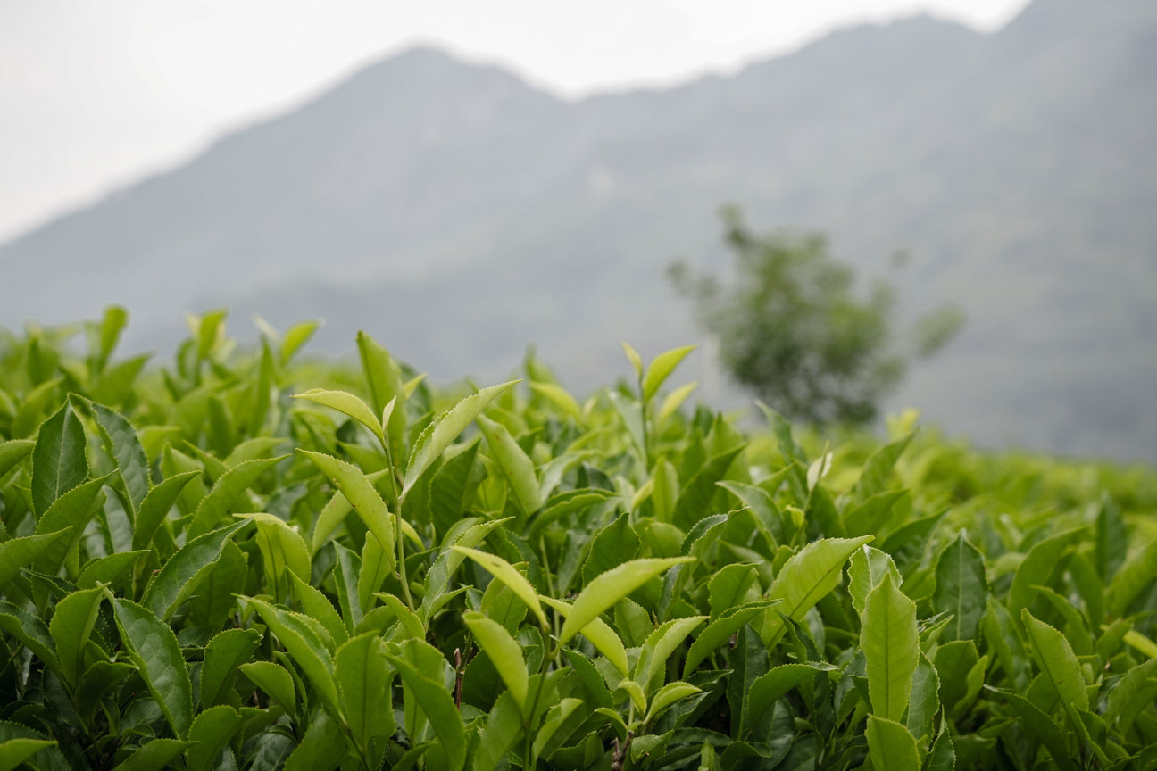 What Is Specialty Tea?