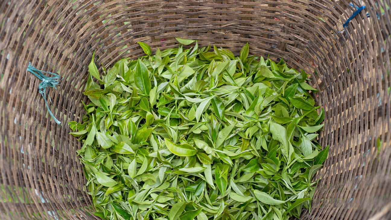 Base Line: An Entry into the World of Specialty Tea