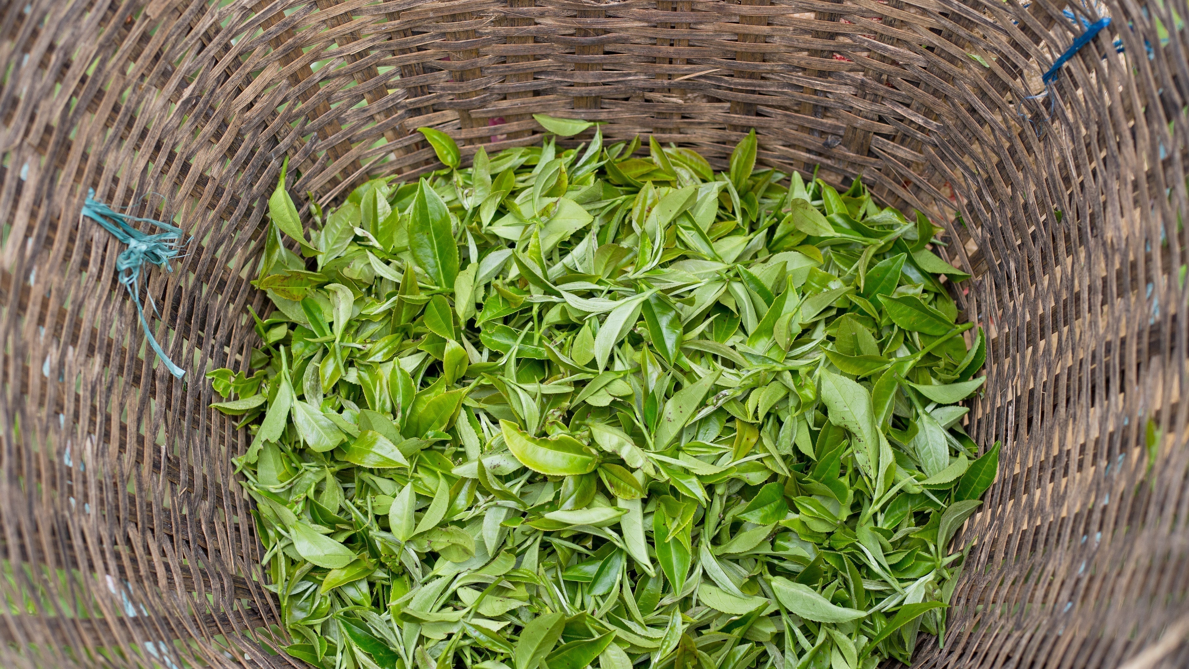 Base Line: An Entry into the World of Specialty Tea