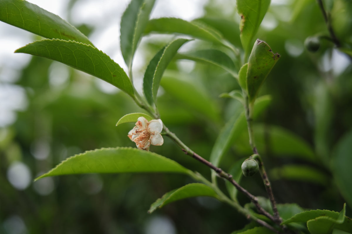 Tierry Tea Main Blog